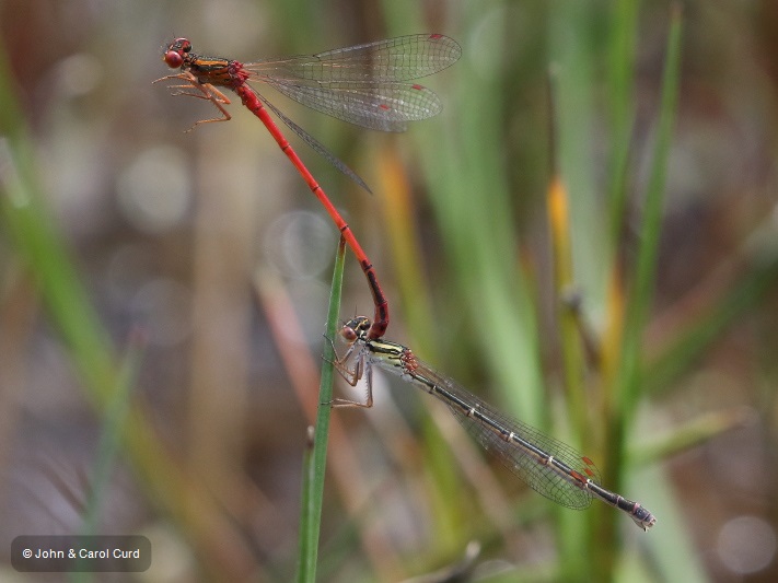 J17_4704 Xanthocnemis zealandica tandem.JPG